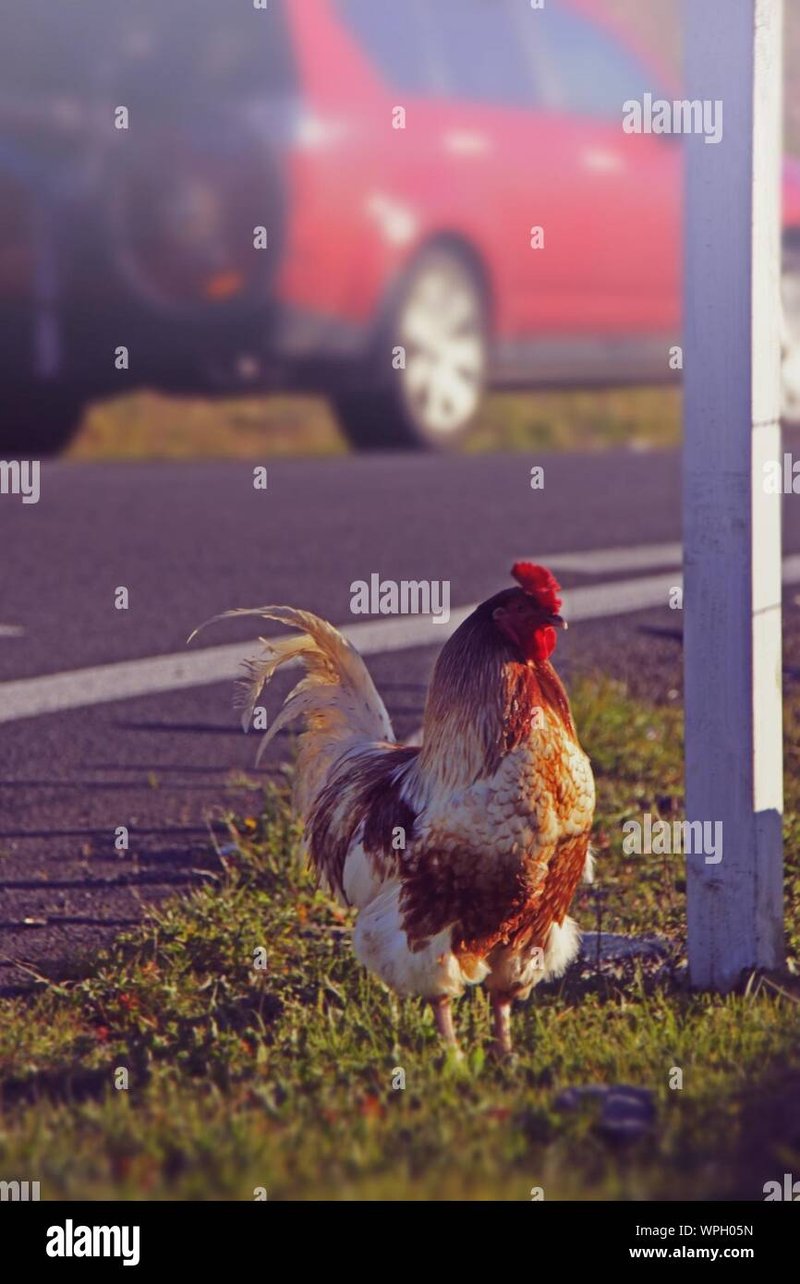 Jugar chicken road, chicken road