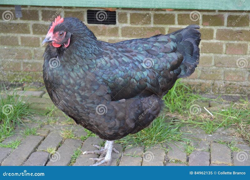 Chicken road spel in Netherlands