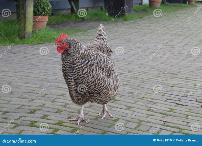 Wil je Wetten op de Populaire Chicken Road Gokspel in Nederland?